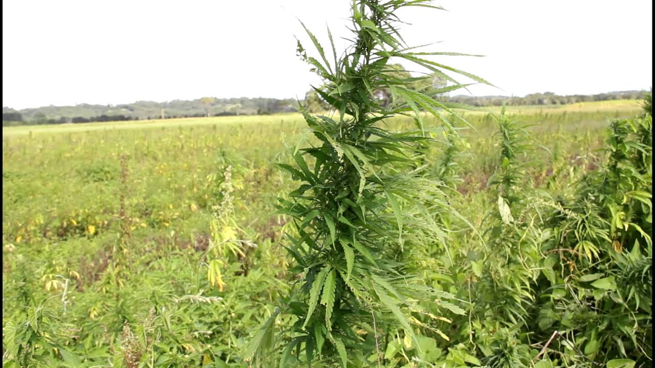 Hemp Plants again YouTube
