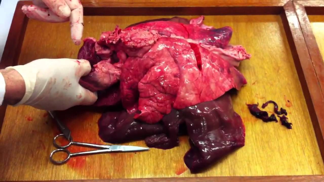 Pig Heart an lungs dissection part 1 - YouTube