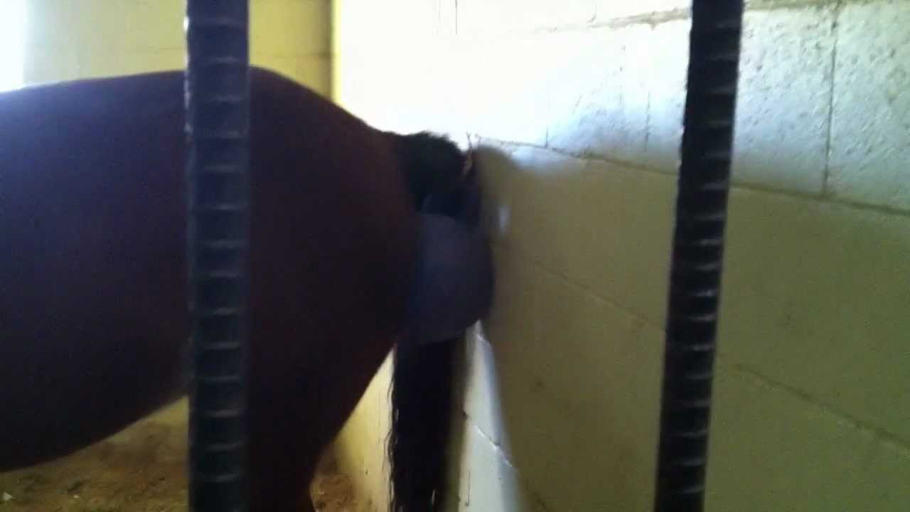 horse gets her jolly on! horse with jolly ball YouTube