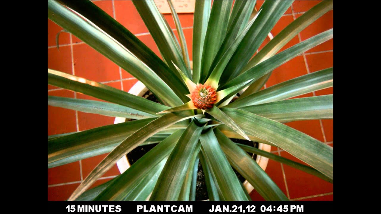 Pineapple Timelapse Part I, inflorescence development and flowering