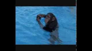 Un chimpanzé filmé pour la première fois dans une piscine