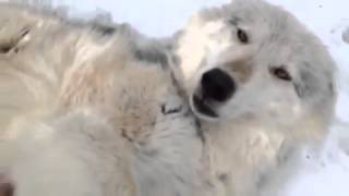 Un lobo no muy diferente a un perro