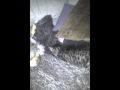Petit chat handicape