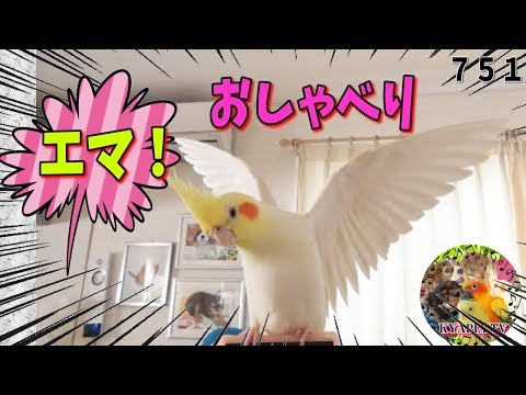 オカメインコ おしゃべり「エマ!」お怒り&笑顔❤動画751 Funny Parrots and Cute Birds.