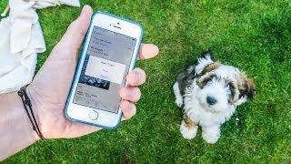 PUPPY STOLE MY iPHONE!