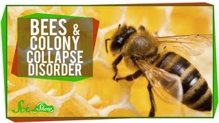 What's Happening to Honey Bees?