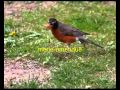 le monde des oiseaux