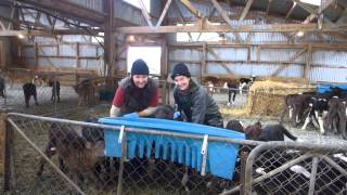 Calf Rearing at Rakaia Island - 2013