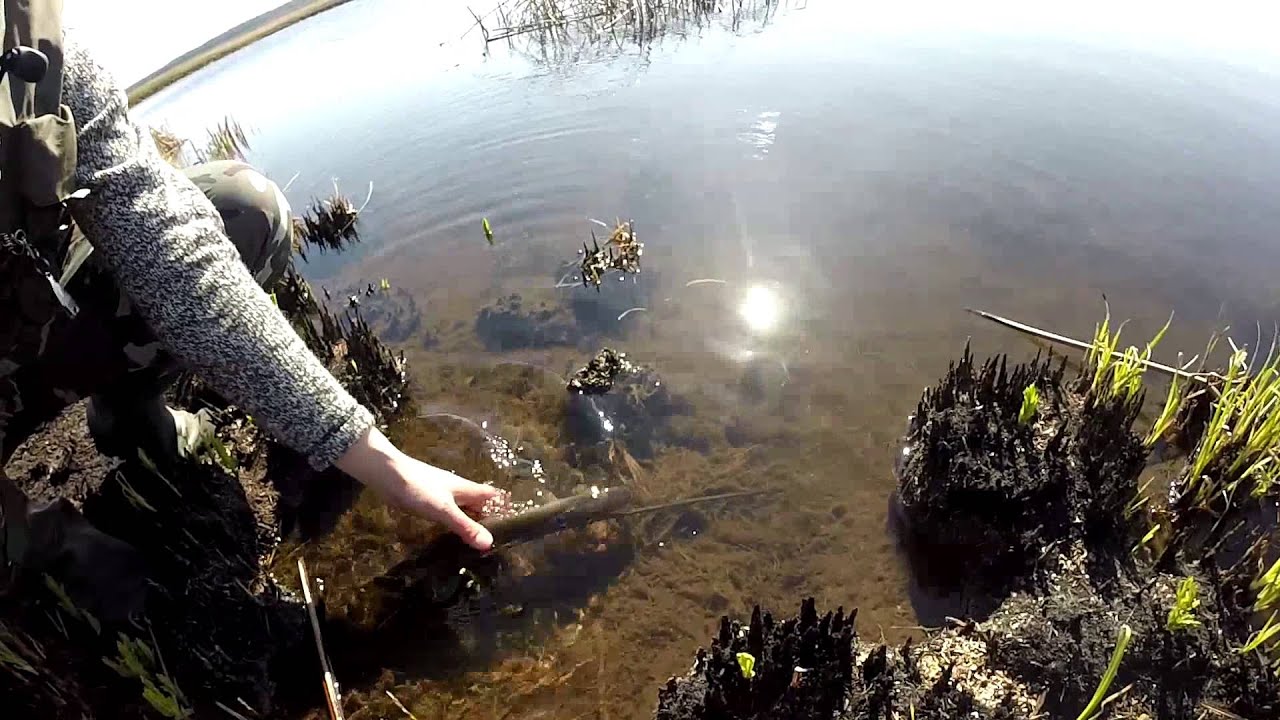видео как ловят щуку в нерест видео как ловят щуку в нерест