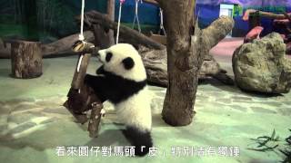 圓仔A場探險Part2 Giant Panda Cub Yuan Zai's Practice In The Play Yard Part2