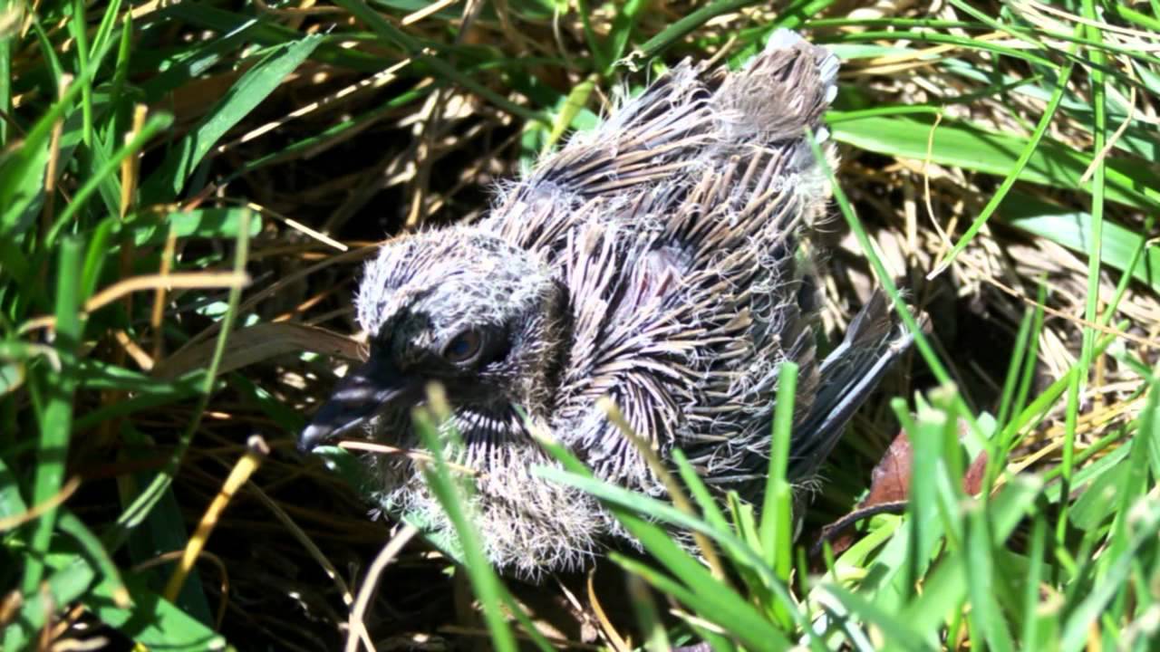baby bird fallen from nest youtube baby bird fallen from nest youtube