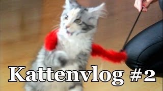 Katten Vlog #2