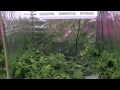 Hydroponic tomatoes Part 1 - Hydro Grow vs HTG vs Generic