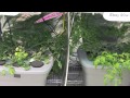 Hydroponic tomatoes Part 1 - Hydro Grow vs HTG vs Generic