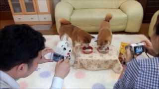 柴犬ひかいち　並んでお食事♪　Shiba Inu eating dog food