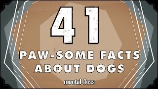 41 Facts About Dogs - mental_floss on YouTube (Ep.213)