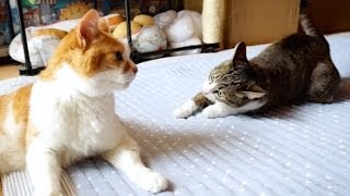 猫の油断大敵 - Ami the cat caught off guard.-