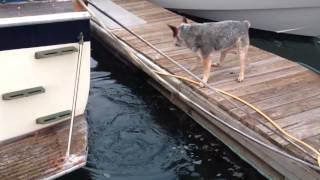 Sea Otter vs Australian Cattle Dog