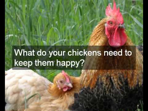 Chicken Co-op Plans for 6 Hens