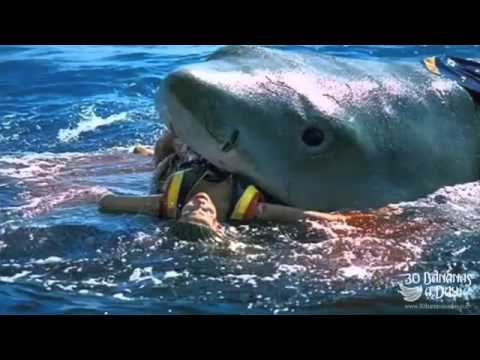 German Backpacker Shark Attack Caught On Tape Australia Real OR Fake
