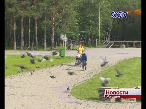 В Искитиме начали ремонтировать центральный парк В Искитиме начали ремонтировать центральный парк