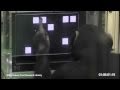 Chimp Beats Human: Intelligence Test - Youtube