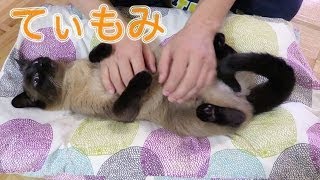 しおちゃん、ティーちゃんのてぃもみ Massaging Thea the cat