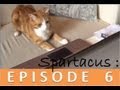 Spartacus : ma vie de chat - Episode 6 -