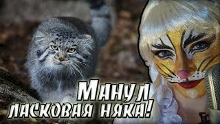 Манул — очень ласковая няка! (Спецвыпуск с Агнией Кэтсвилл)