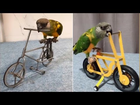 Smartest Parrots Videos Compilation | Funny Parrot Riding Bicycle