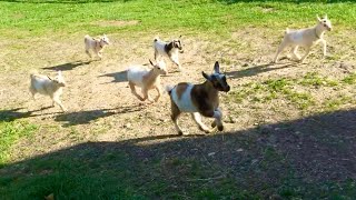 The Running of the Goats at Sunflower Farm