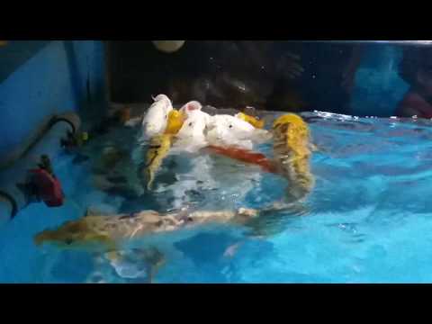 Funny Fish. New Fish video.Awesome fish.Fishing Video 2019