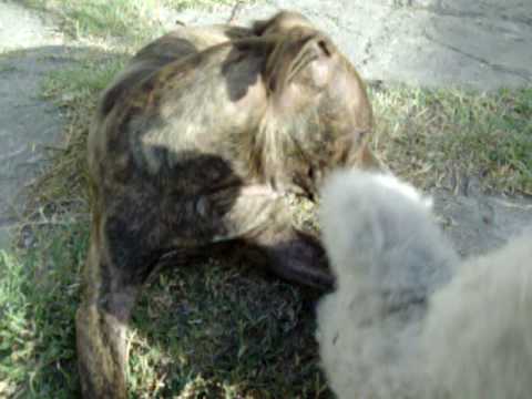 FOTOS DE PERROS PITBULL PELEANDO fotos de perros pitbull peleando:
