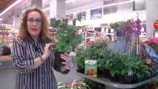 Como plantar y cuidar la planta del tomate