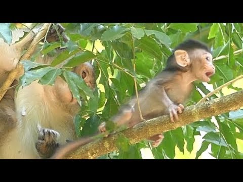 Mother Weaning No Milk Baby | Pity ALBA So Hungry Milk WALKING FIND FOOD ON TREE | Monkey Crying