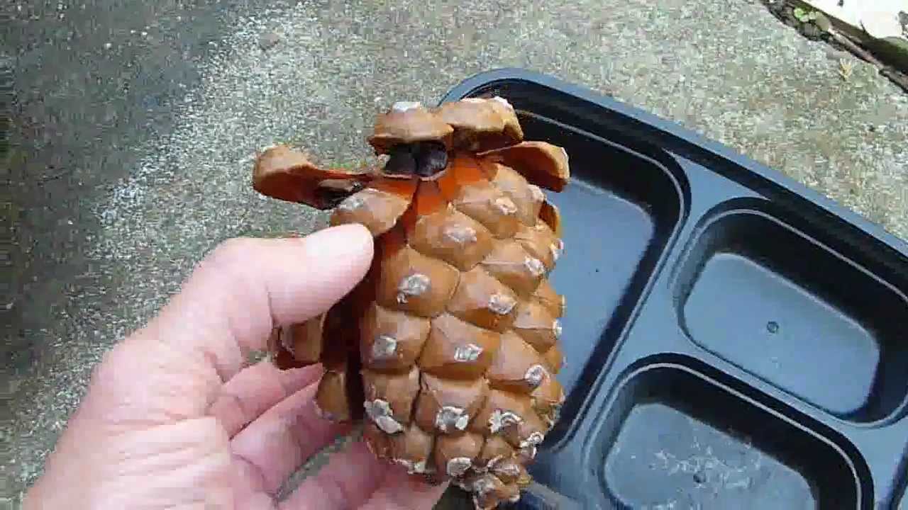 Huge Pine Tree Cone Seed Collection part 1 YouTube
