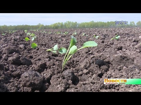 Тяжело сажать, нелегко продать. Овощеводы Искитимского района оказались в сложных условиях Тяжело сажать, нелегко продать. Овощеводы Искитимского района оказались в сложных условиях