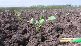 Тяжело сажать, нелегко продать. Овощеводы Искитимского района оказались в сложных условиях