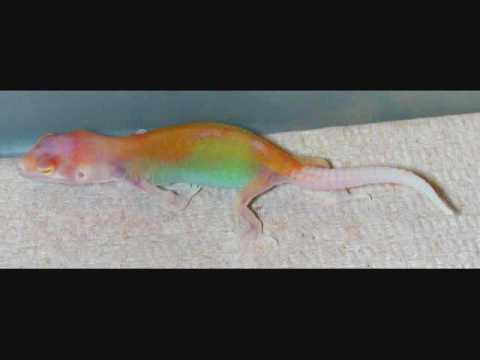 RARE BLUE MORPH LEOPARD GECKO BABY!!!! - YouTube