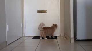 Why my cat wants to get out into the hall  (funny kitten!)