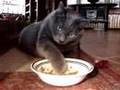 CAT CHARM SCHOOL