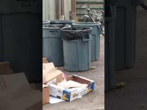 Funny animal planet