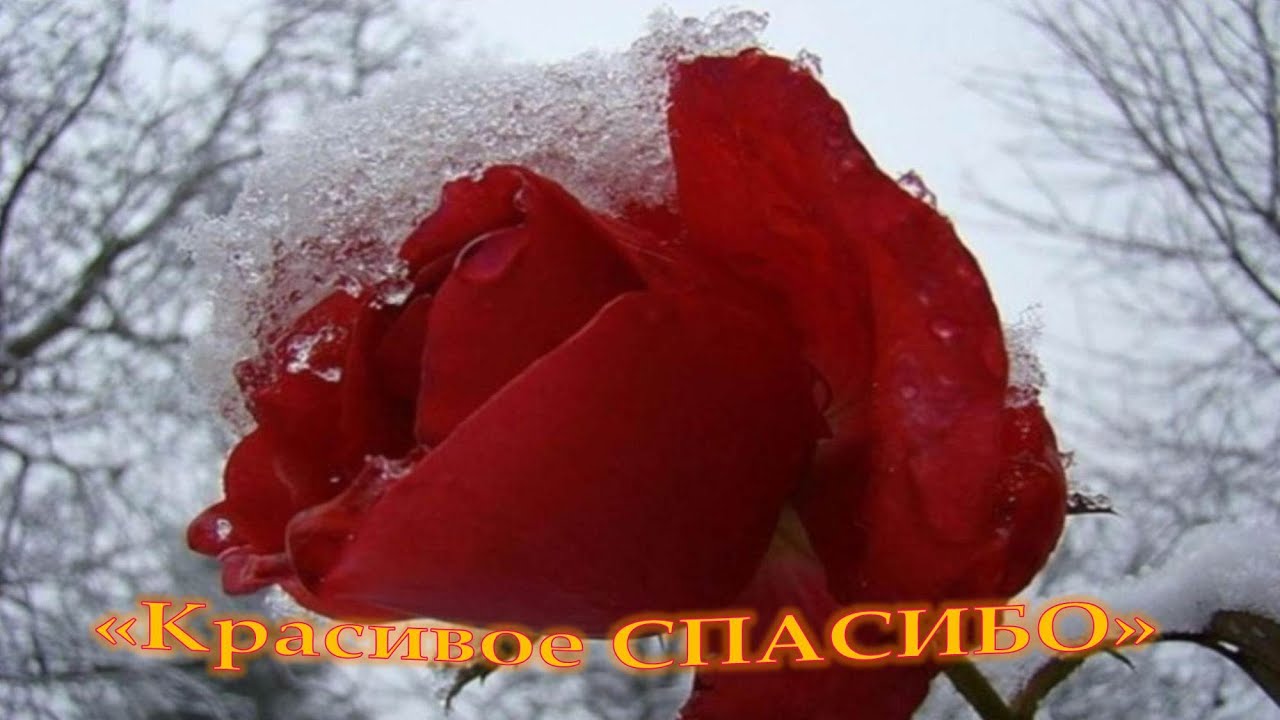 Открытки со словами спасибо тебе Открытки со словами спасибо тебе