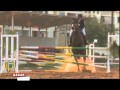 Dakar Feeling : la passion des sports équestres !