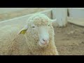 Avec Avec / Maltine Girls Waveより「Day By Day feat.中江友梨」Web Ver.