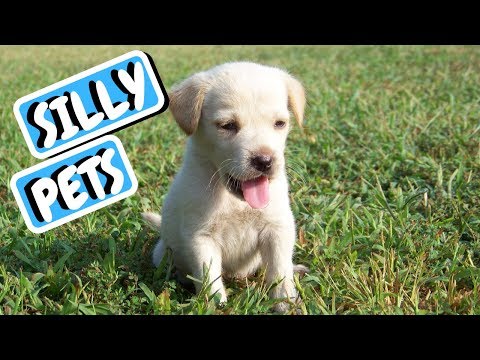 Funny Dog Compilation | Animal Compilation | Cute Dogs and Cats