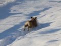 Maurice Bulldog anglais à la neige - Nice Dog 06 PACA