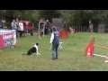 Watson smooth collie jumping saint just 2013
