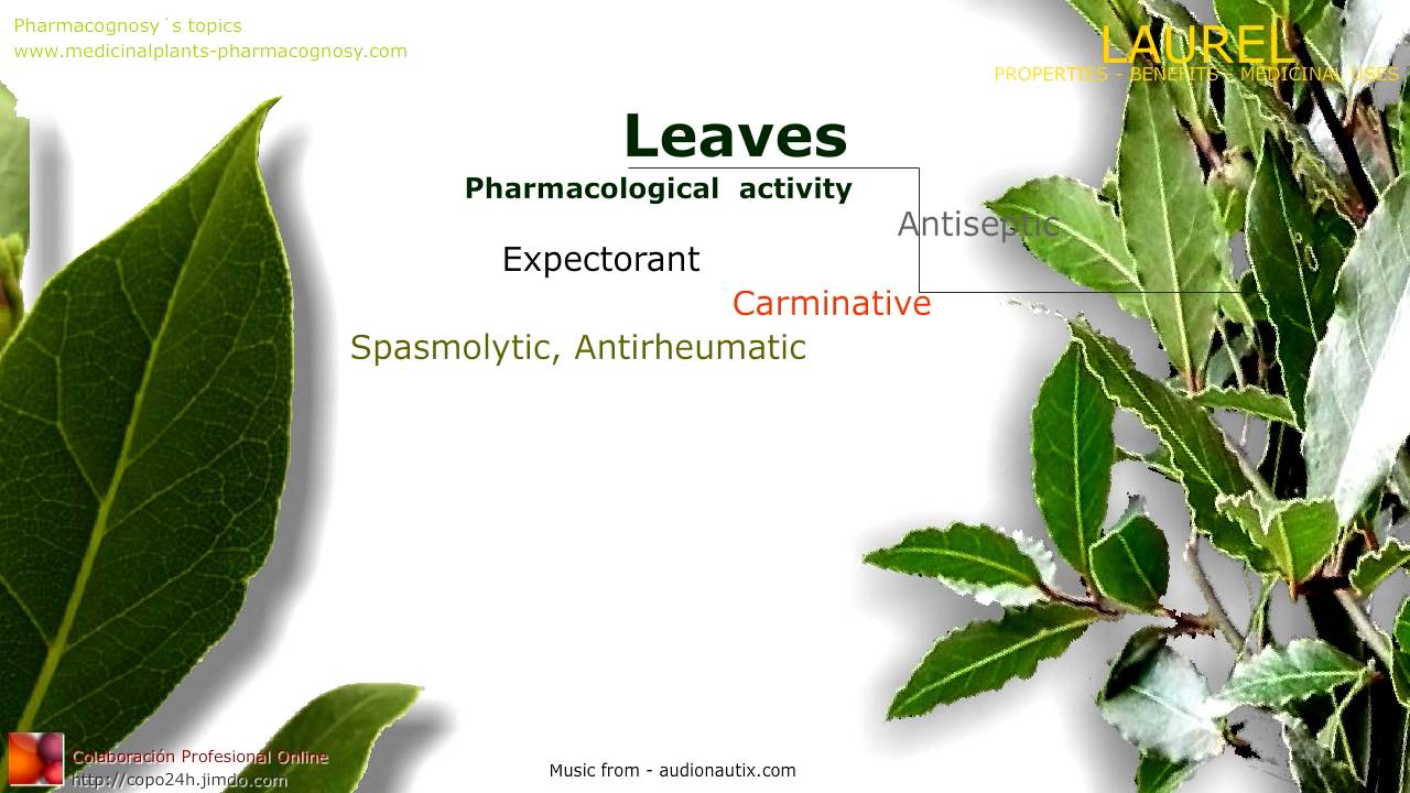 Laurel benefits. Properties of the Bay Laurel leaves YouTube
