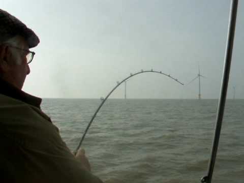 fishing for thornback rays mersea island